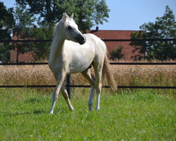 dressage horse Dorado (German Riding Pony, 2023, from Dancing Snowflake 5)