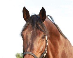 dressage horse Fiderstern 8 (Westphalian, 2012, from Franziskus FRH)