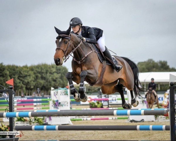 Zuchtstute Olympia van 't Hageland (Belgisches Warmblut, 2014, von I'm Special de Muze)