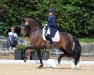 dressage horse Mico 13 (Lusitano, 2016, from Spartacus)