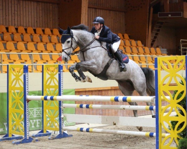 jumper Werika (Belgian Warmblood, 2012, from Zirocco Blue)