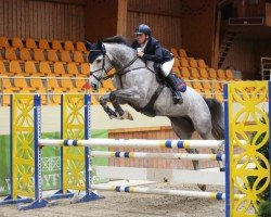 jumper Werika (Belgian Warmblood, 2012, from Zirocco Blue)