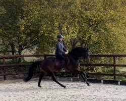 jumper Coco's Cornet (Zangersheide riding horse, 2019, from Cornet's Fire Z)