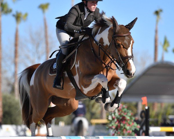 broodmare Formica du Houssoit (Belgium Sporthorse, 2011, from Doree van de Moskifarm)