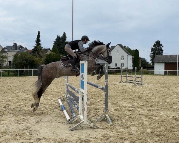 jumper Sirano vd Bergdalhoeve (Zangersheide riding horse, 2017, from Sir Obolensky Z)