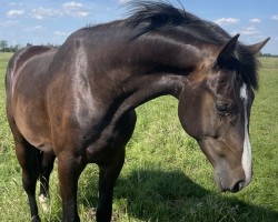 Springpferd Hengst von Nerrado / Centurion (Holsteiner, 2022, von Nerrado)