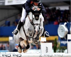 Zuchtstute Kandy Hof Ter Zeedycke (Belgisches Warmblut, 2010, von Cabrio van de Heffinck)