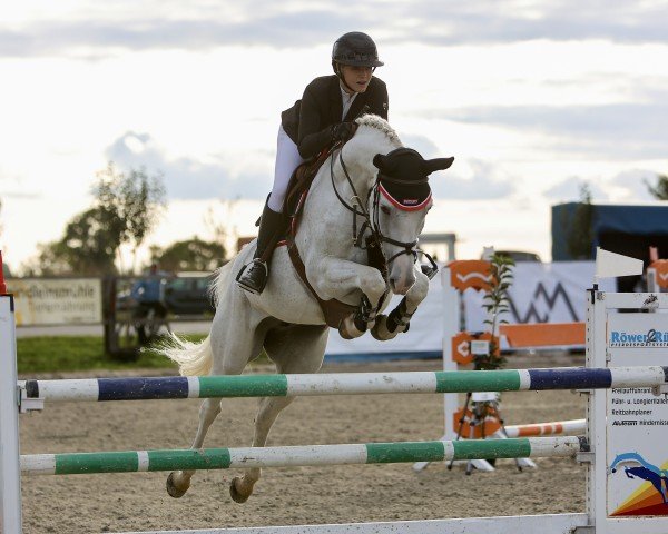 Springpferd Charloney (Oldenburger Springpferd, 2013, von Contendro I)