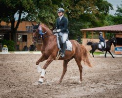 dressage horse Bellino H (Westphalian, 2016, from Callaho's Benicio)