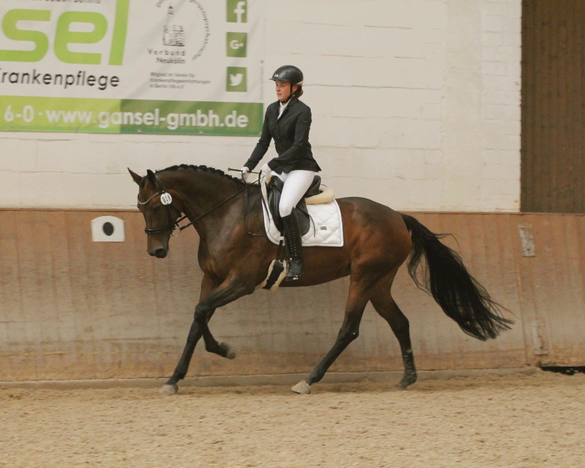 dressage horse Bonjour Chérie (Oldenburg, 2017, from Ballantines)