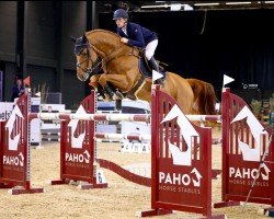 jumper Porsche van Stestavi (Belgian Warmblood, 2015, from Emerald van 't Ruytershof)