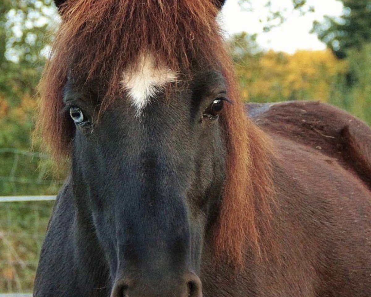 broodmare Brúða frá Hrafnkelsstöðum (Iceland Horse, 2006, from Styrmir frá Selfossi)
