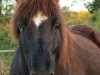 broodmare Brúða frá Hrafnkelsstöðum (Iceland Horse, 2006, from Styrmir frá Selfossi)