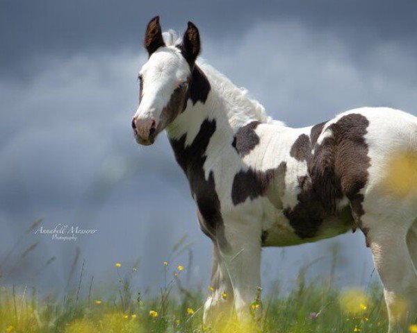 Pferd Jasper (Paint Horse, 2024)