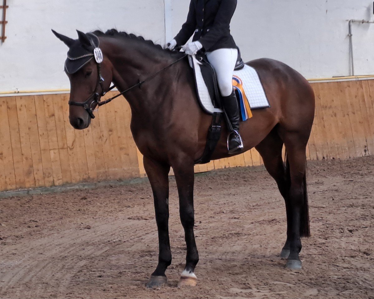 dressage horse Sa-Ira Lotta (Hanoverian, 2018, from Spörcken)