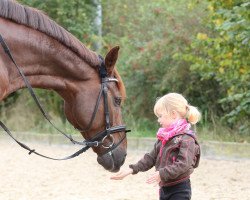 dressage horse Ricciano DH (Westphalian, 2009, from Riccio)