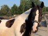 Dressurpferd Sir Bobby Black'n White (Tinker / Irish Cob / Gypsy Vanner, 2012, von Unbekannt Tinker)