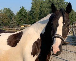 Dressurpferd Sir Bobby Black'n White (Tinker / Irish Cob / Gypsy Vanner, 2012, von Unbekannt Tinker)