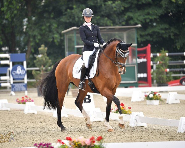 broodmare Fantasy 109 (Hanoverian, 2011, from Fürst Nymphenburg)