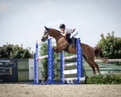 jumper Veni Vidi Vici 22 (German Riding Pony, 2004, from Vario)