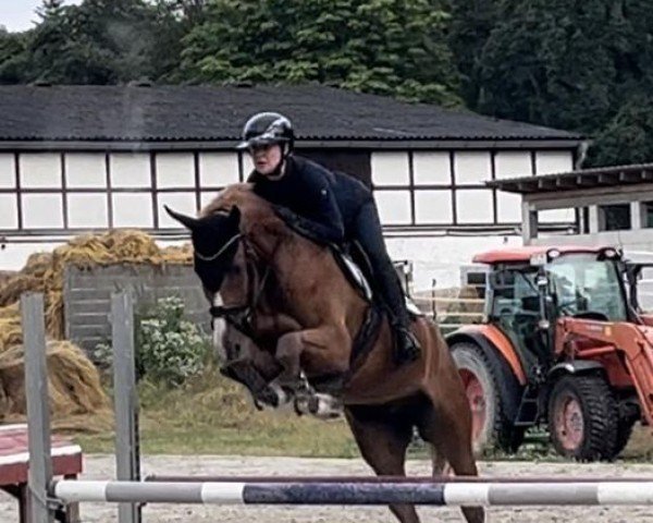 jumper Chaloo ME (Zangersheide riding horse, 2019, from Chacfly PS)