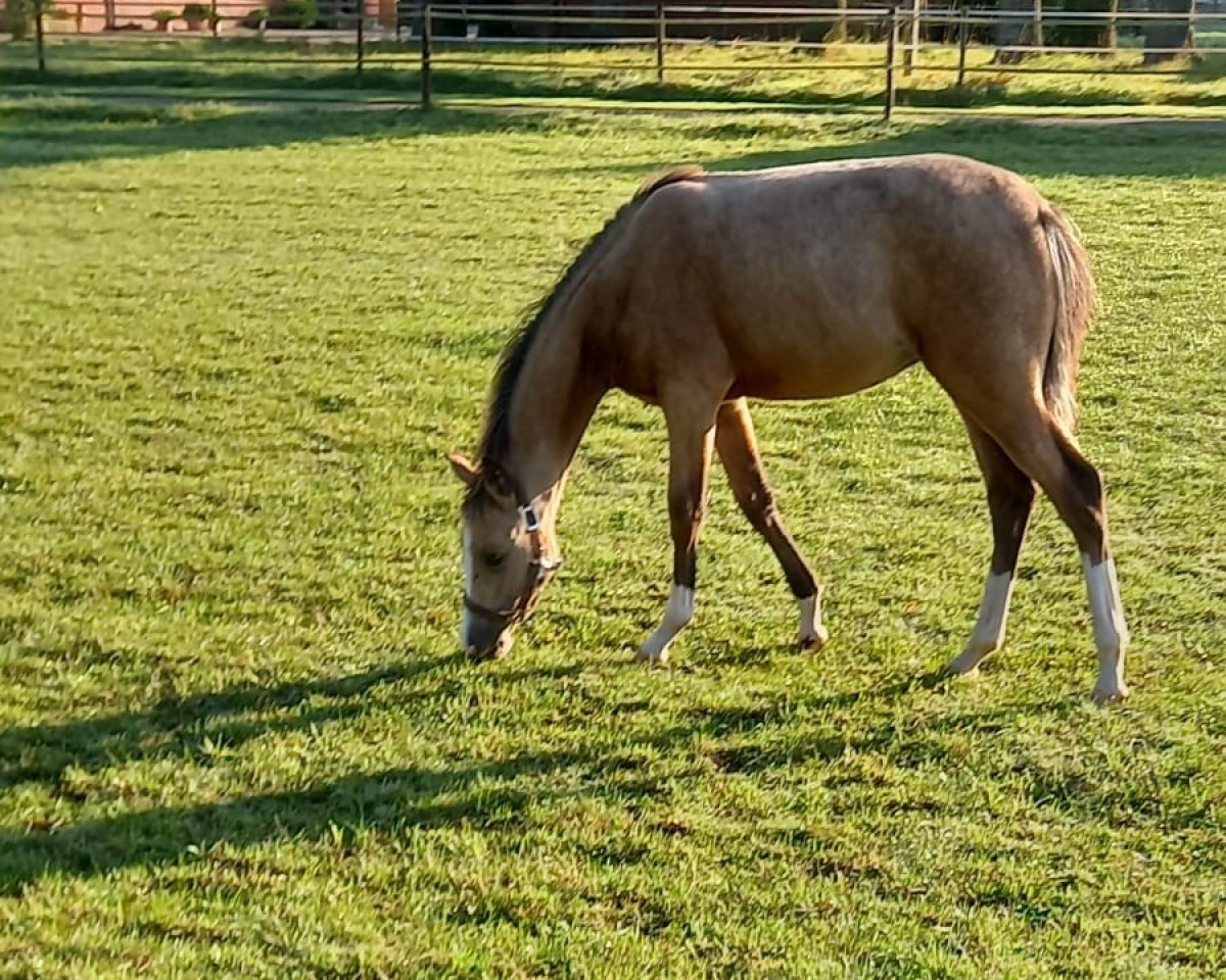 Dressurpferd Dream Deluxe E (Deutsches Reitpony, 2024, von Dream in Gold AT NRW)
