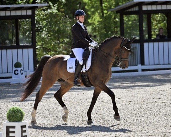 dressage horse Bennet 12 (Oldenburg, 2017, from Belissimo NRW)