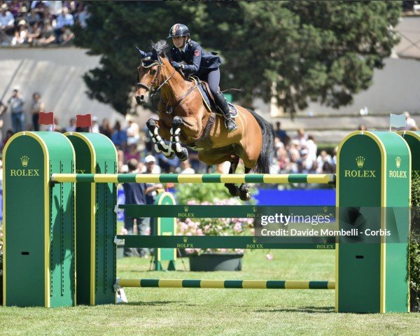 Springpferd Verdine Sz (Zangersheide Reitpferd, 2007, von Verdi)