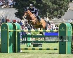 jumper Verdine Sz (Zangersheide riding horse, 2007, from Verdi)