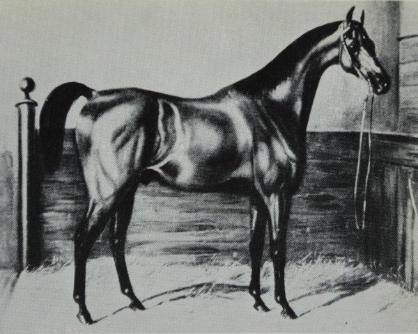 stallion Snyders xx (Thoroughbred, 1833, from Teniers xx)