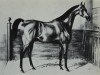 stallion Snyders xx (Thoroughbred, 1833, from Teniers xx)