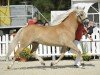 broodmare Wenke 190 (Haflinger, 2013, from Wunderknabe)