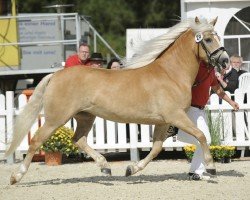 broodmare Wenke 190 (Haflinger, 2013, from Wunderknabe)