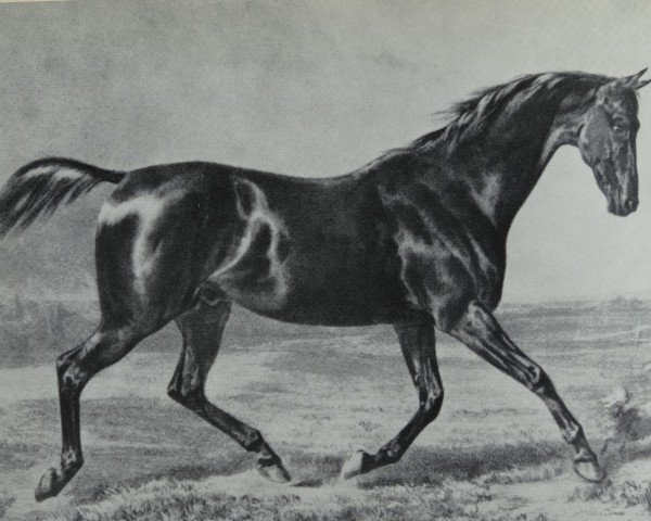 stallion Sahama xx (Thoroughbred, 1850, from Simoom xx)