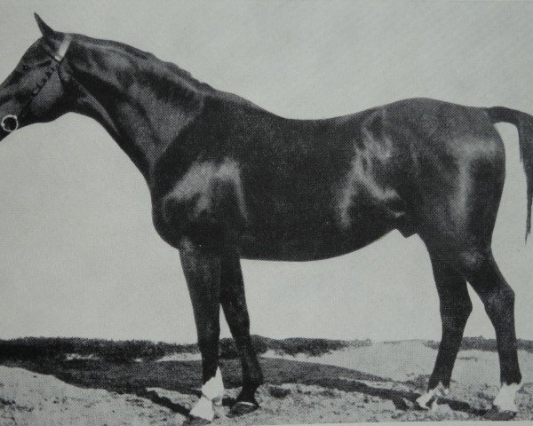 Deckhengst Jagdheld (Trakehner, 1906, von Perfectionist xx)