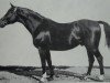 stallion Jagdheld (Trakehner, 1906, from Perfectionist xx)