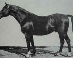 stallion Jagdheld (Trakehner, 1906, from Perfectionist xx)