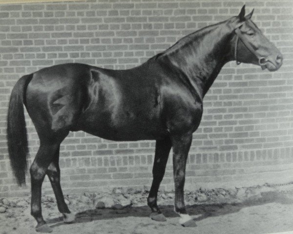 stallion Ararad (Trakehner, 1921, from Jagdheld)