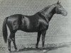 stallion Ararad (Trakehner, 1921, from Jagdheld)