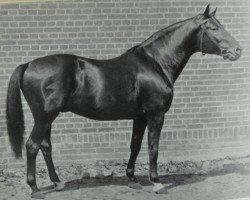 Deckhengst Ararad (Trakehner, 1921, von Jagdheld)