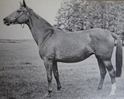 Zuchtstute Parkanlage (Trakehner, 1926, von Dampfross)