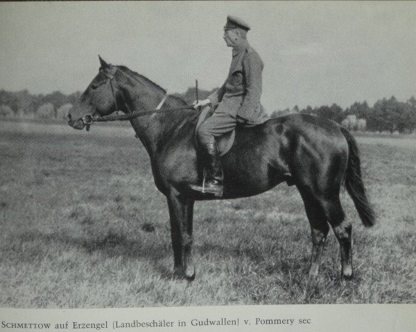 stallion Erzengel (Trakehner, 1913, from Pommery Sec)