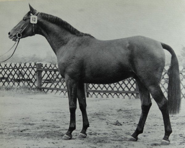 stallion Tannenberg (Trakehner, 1966, from Sterndeuter)