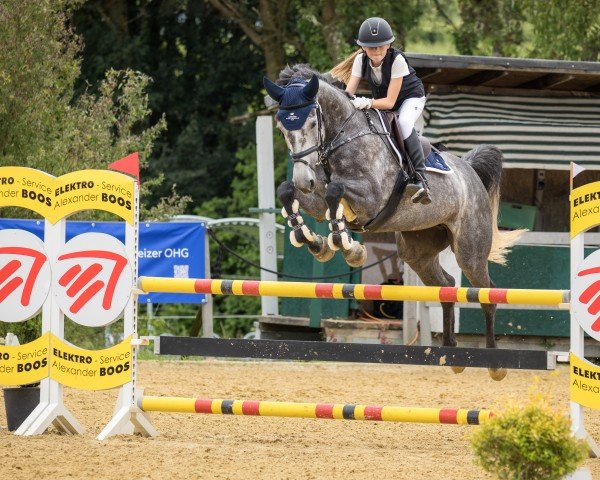 jumper Coconut Kiss 43 (German Sport Horse, 2019, from K.i Checkter)