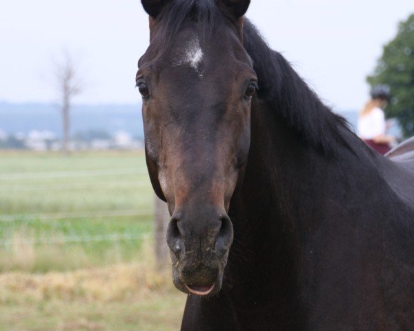 jumper Consyro (Hanoverian, 2009, from Conteur)