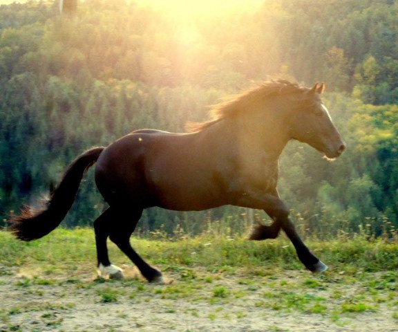 stallion Ramos (Black Forest Horse, 2013, from Revisor)