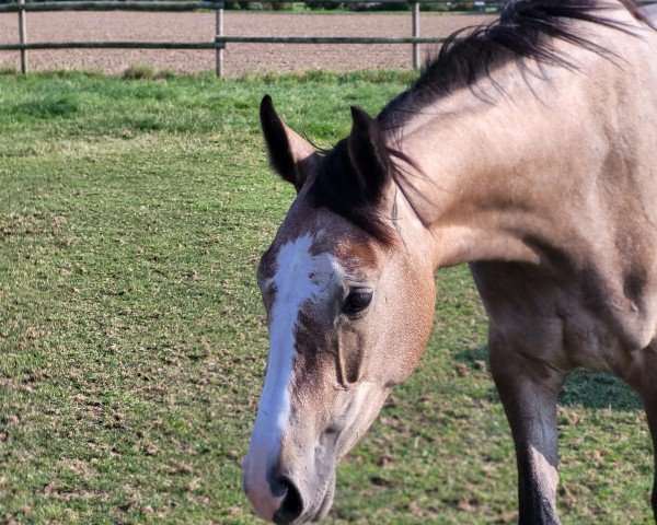 Springpferd Zara Blue LJ Z (Zangersheide Reitpferd, 2022, von Zirocco Blue)