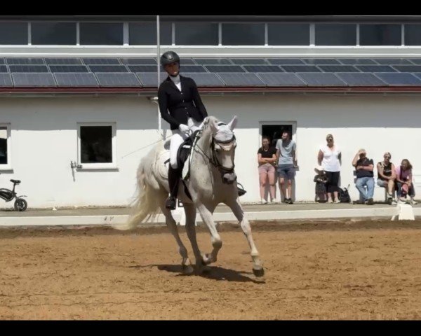 dressage horse Bonbon 25 (unknown, 2012)