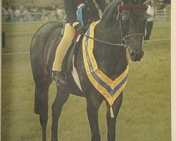 Pferd Chinook Chanelle (British Riding Pony, 1997, von Twylands Prose)