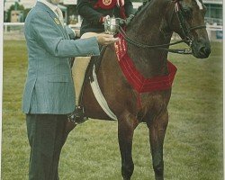 Pferd Colbeach Salaman (British Riding Pony, 1996, von Willowbay Symphony)